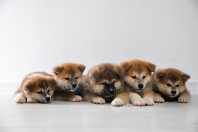 Adorable Akita Inu puppies on floor near light wall. Space for text Photo of Adorable Akita Inu puppies on floor near light wall. Space for text