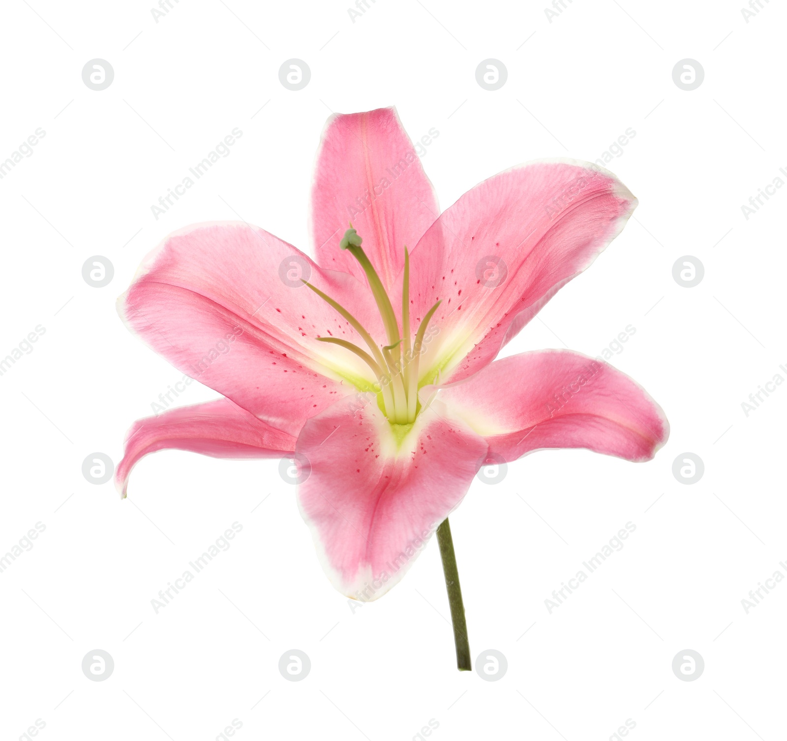 Beautiful pink lily flower isolated on white Photo of Beautiful pink lily flower isolated on white