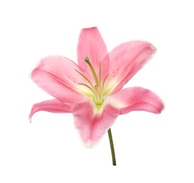 Beautiful pink lily flower isolated on white Photo of Beautiful pink lily flower isolated on white