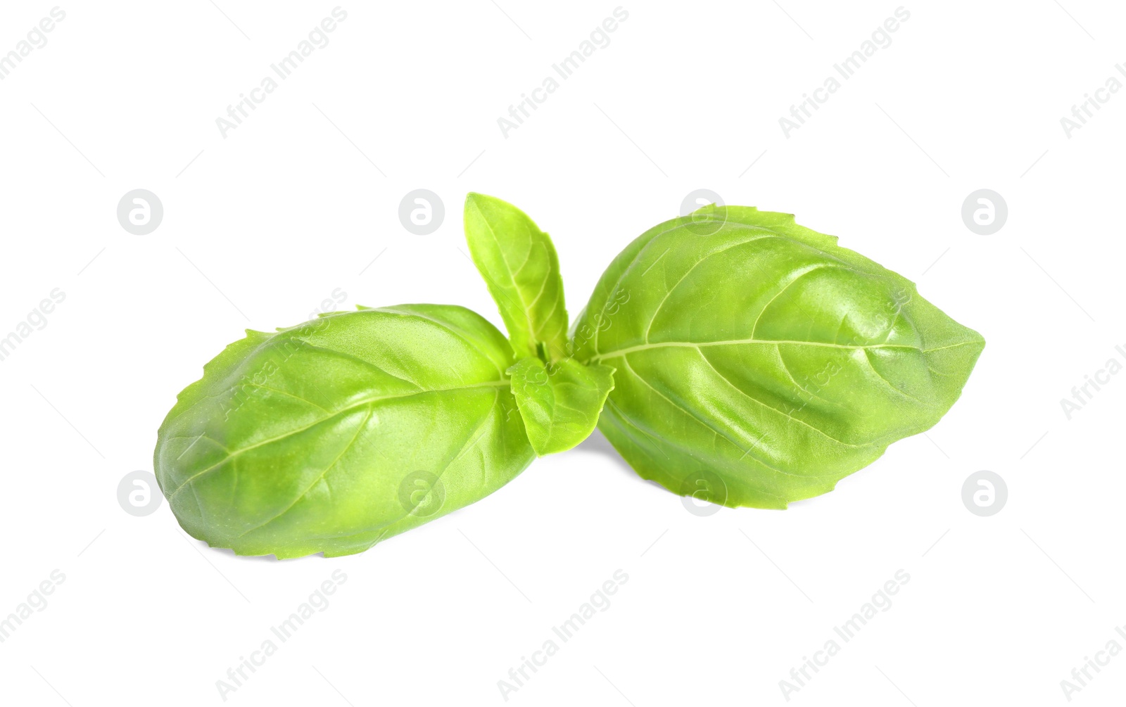 Photo of Fresh green basil leaves isolated on white