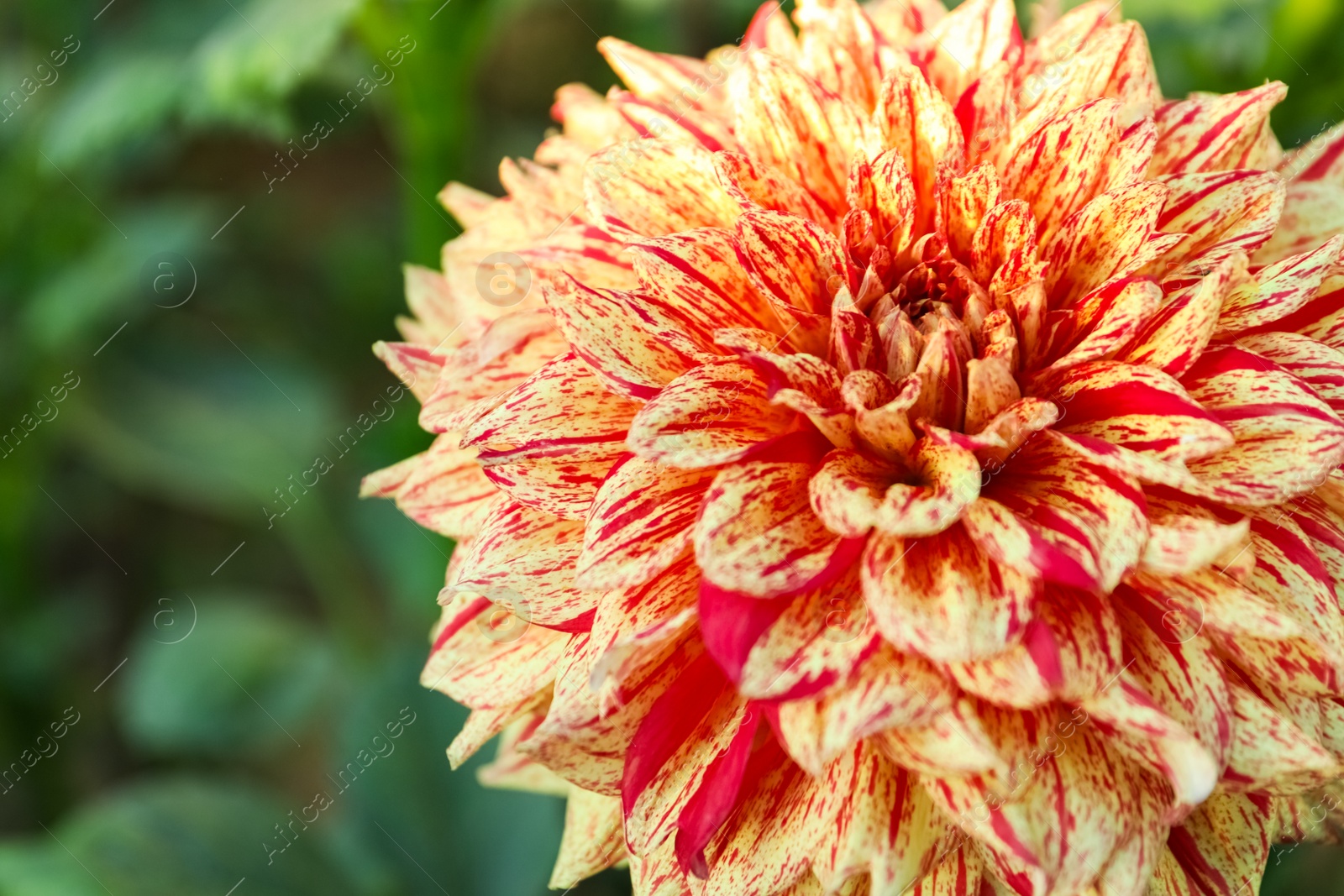 Beautiful blooming orange dahlia flower in green garden, closeup Photo of Beautiful blooming orange dahlia flower in green garden, closeup
