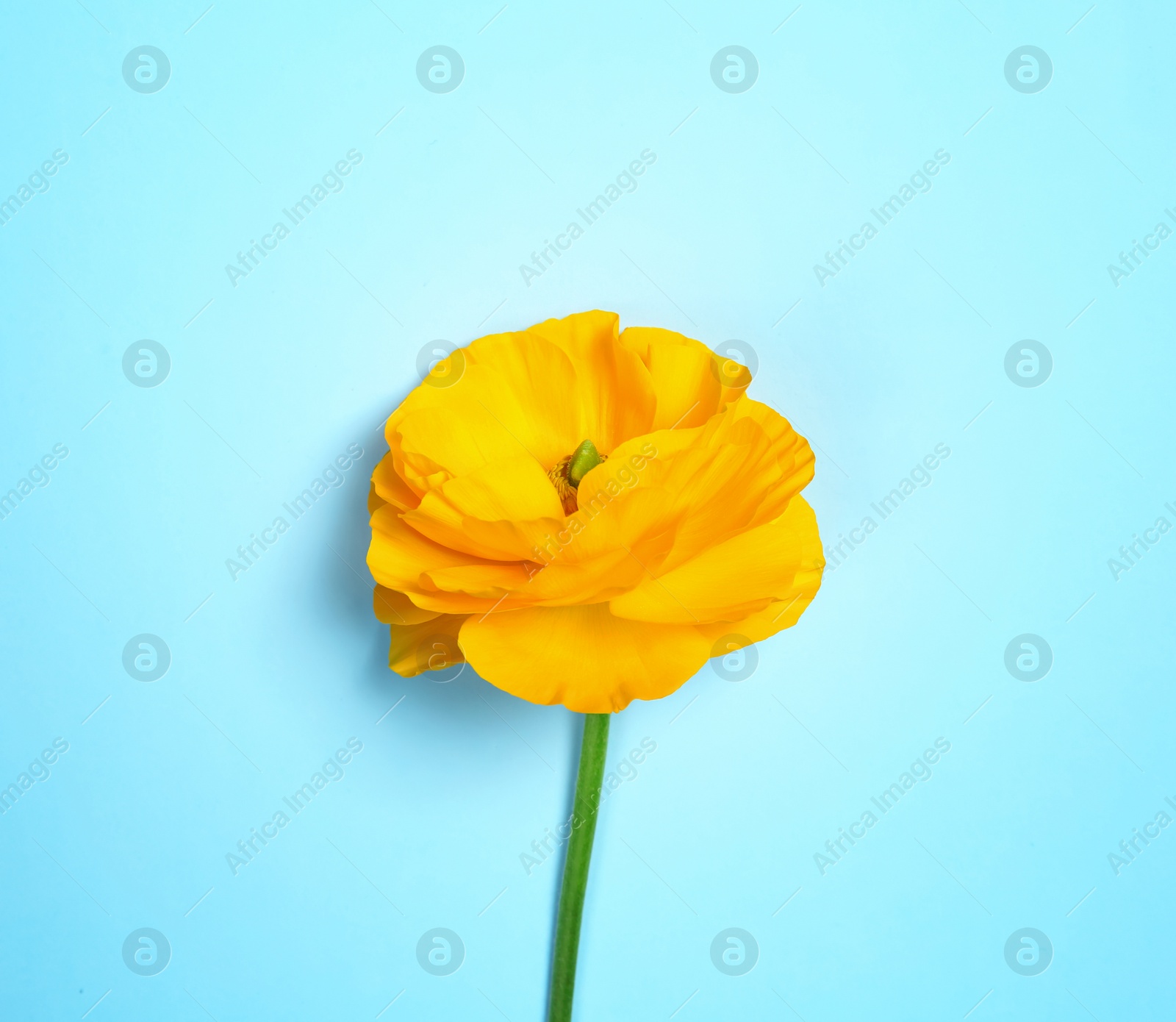 Beautiful ranunculus flower on color background Photo of Beautiful ranunculus flower on color background