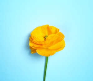 Beautiful ranunculus flower on color background Photo of Beautiful ranunculus flower on color background