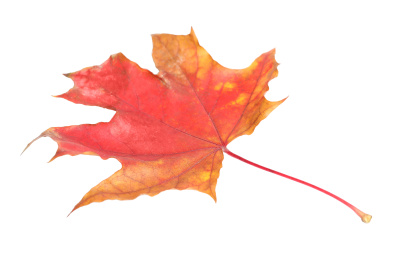 Photo of Beautiful leaf isolated on white. Autumn season