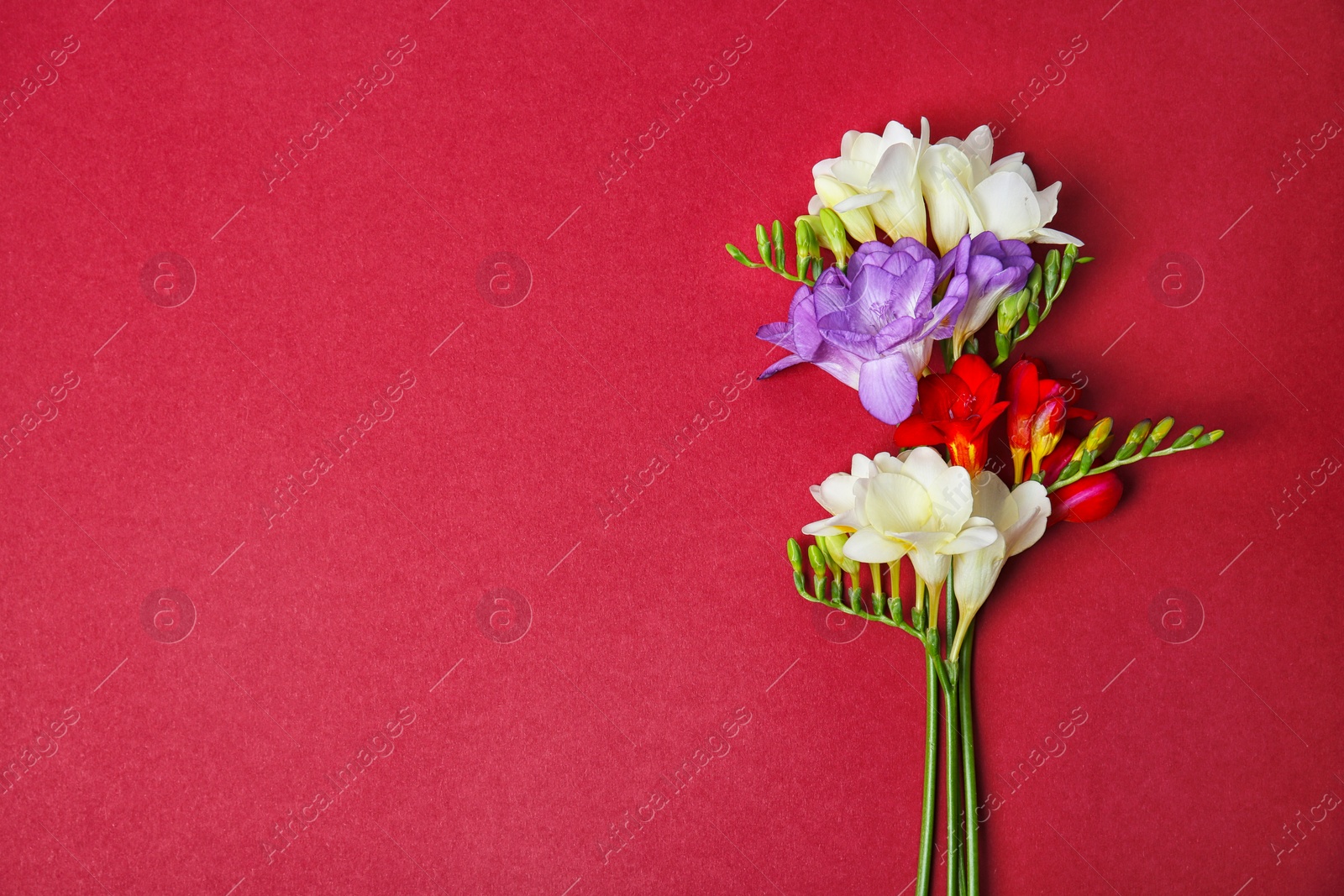 Beautiful freesia flowers on color background Photo of Beautiful freesia flowers on color background