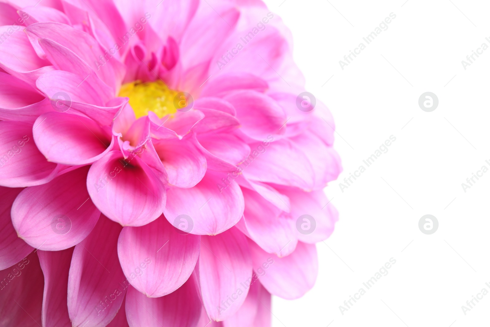 Beautiful pink dahlia flower on white background, closeup view Photo of Beautiful pink dahlia flower on white background, closeup view