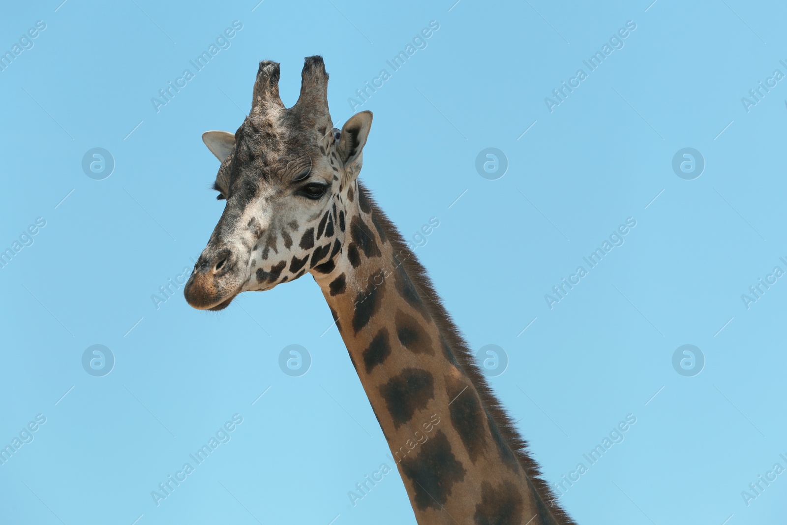 Photo of Closeup view of Rothschild giraffe against blue sky