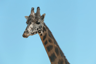 Closeup view of Rothschild giraffe against blue sky Photo of Closeup view of Rothschild giraffe against blue sky