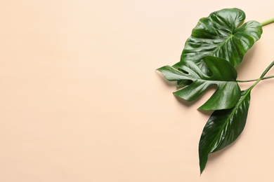 Different tropical leaves on color background, top view Photo of Different tropical leaves on color background, top view