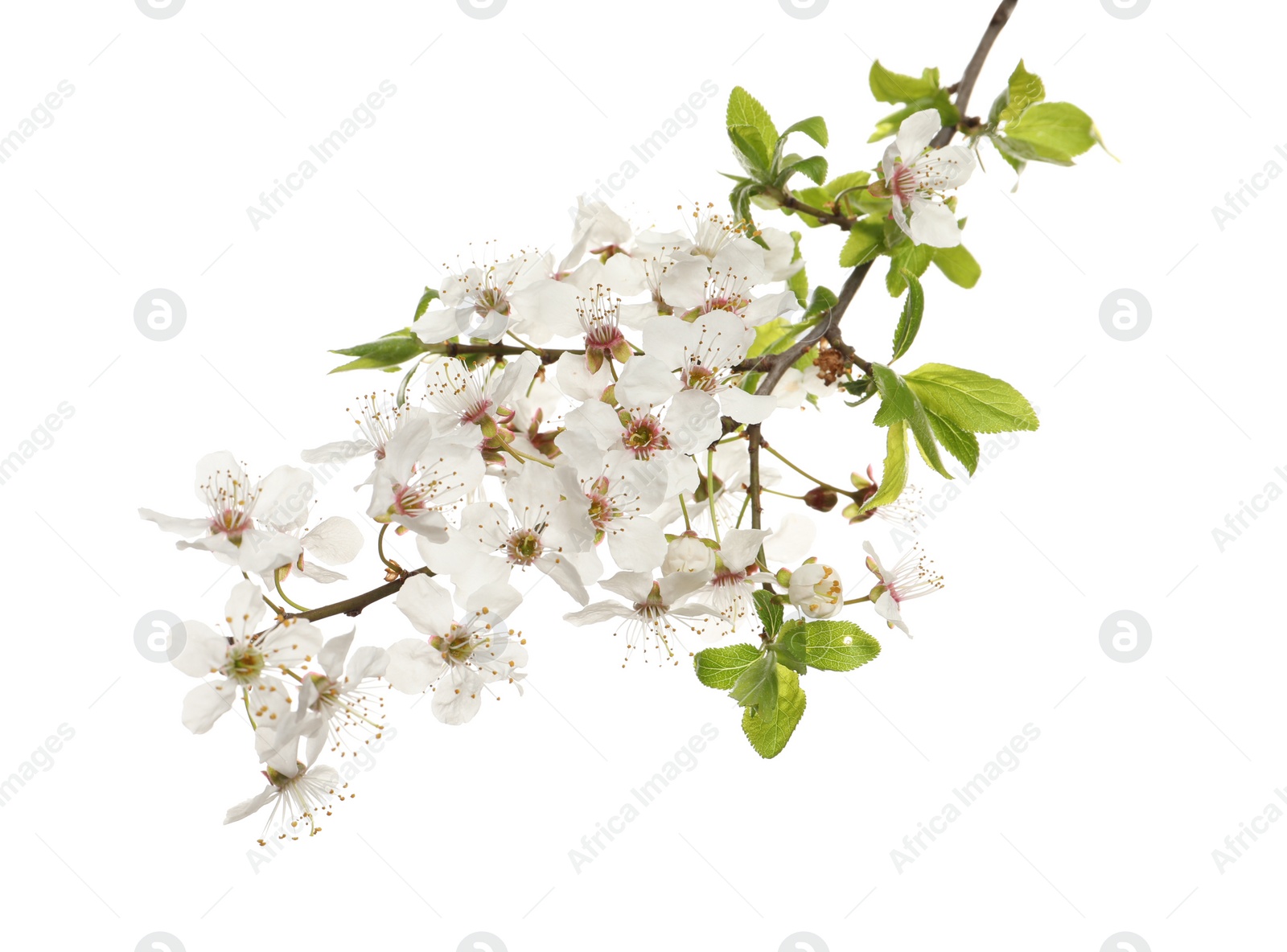 Cherry tree branch with beautiful blossoms isolated on white Photo of Cherry tree branch with beautiful blossoms isolated on white
