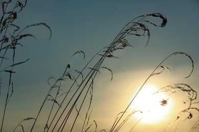 Beautiful plants against sky at sunrise, closeup. Early morning landscape Photo of Beautiful plants against sky at sunrise, closeup. Early morning landscape