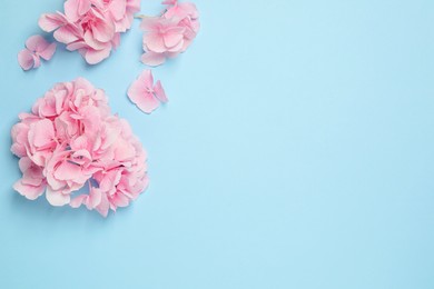 Beautiful hortensia flowers on light blue background, flat lay. Space for text Photo of Beautiful hortensia flowers on light blue background, flat lay. Space for text
