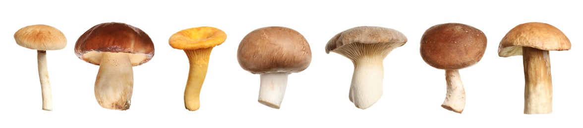 Set of different fresh mushrooms on white background. Banner design Image of Set of different fresh mushrooms on white background. Banner design