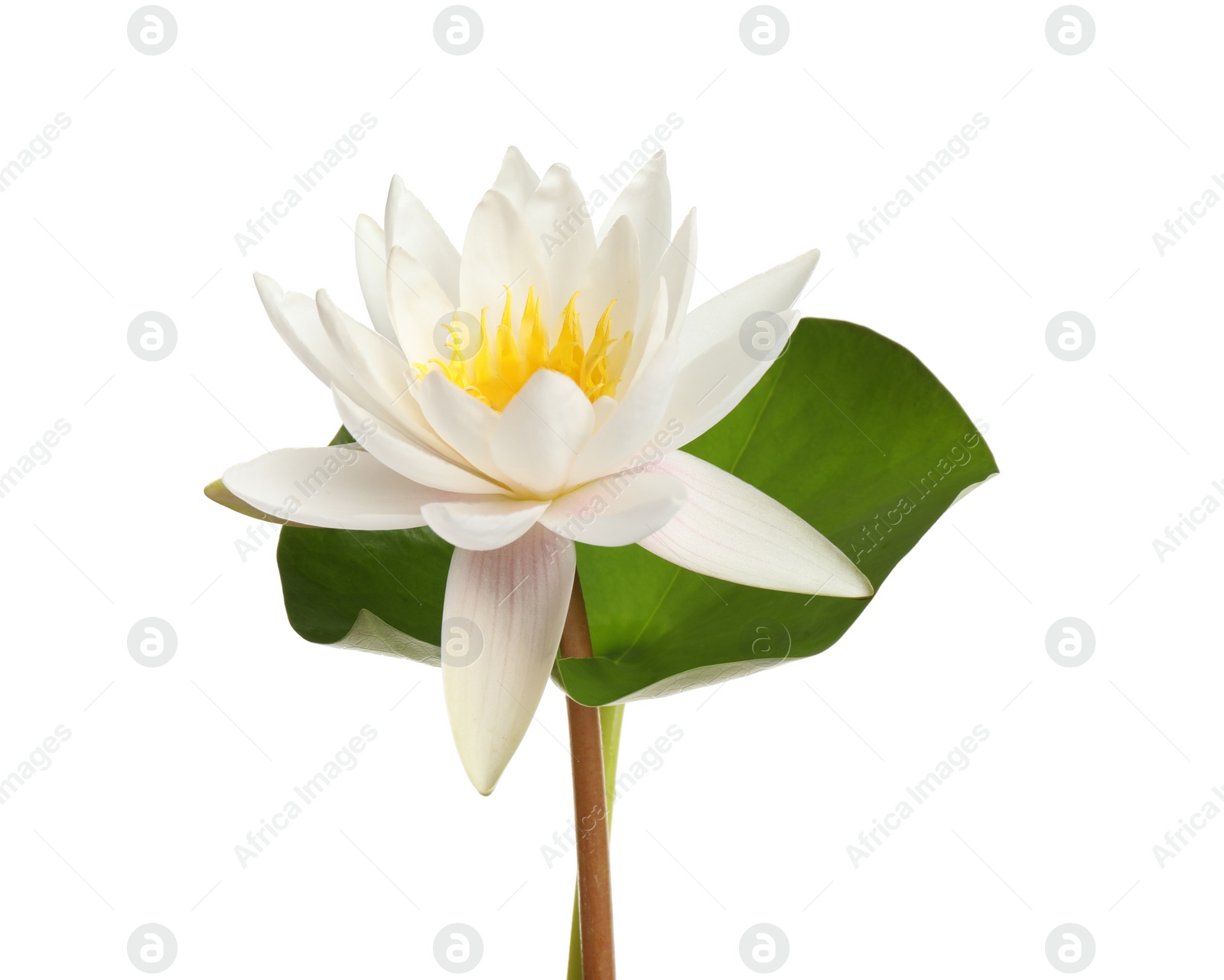 Photo of Beautiful blooming lotus flower with green leaf isolated on white