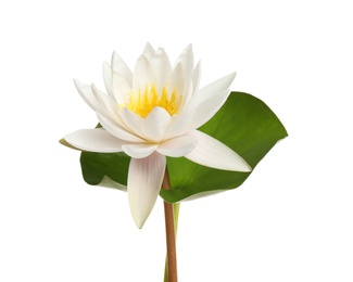 Beautiful blooming lotus flower with green leaf isolated on white Photo of Beautiful blooming lotus flower with green leaf isolated on white