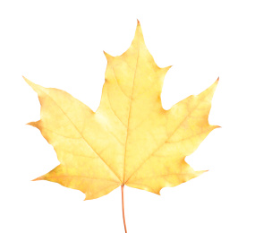 Beautiful leaf isolated on white. Autumn season Photo of Beautiful leaf isolated on white. Autumn season