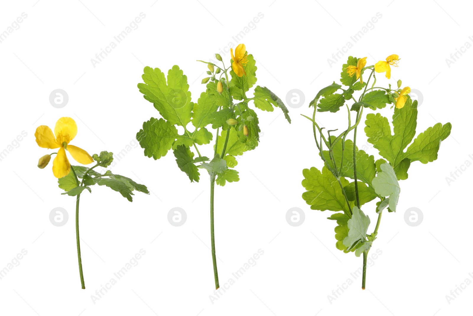 Celandine plants with yellow flowers and green leaves on white background, collage Image of Celandine plants with yellow flowers and green leaves on white background, collage
