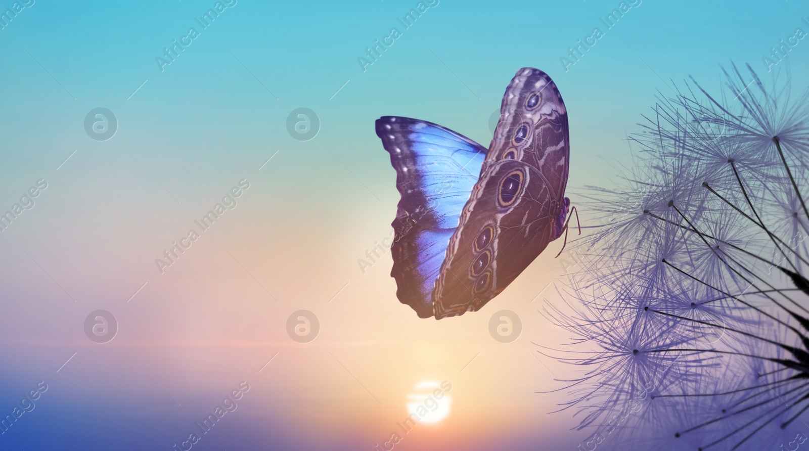 Beautiful butterfly and delicate fluffy dandelion at sunset Image of Beautiful butterfly and delicate fluffy dandelion at sunset