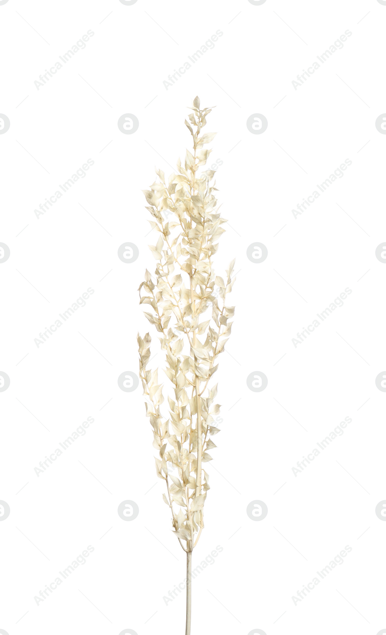 Beautiful tender dried flowers on white background. Photo of Beautiful tender dried flowers on white background.