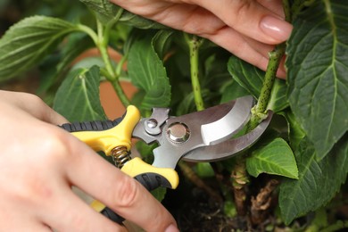 Woman pruning hortensia plant with shears outdoors, closeup Photo of Woman pruning hortensia plant with shears outdoors, closeup