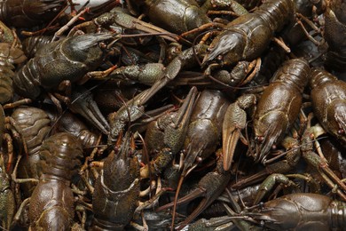 Heap of fresh raw crayfishes as background, top view Photo of Heap of fresh raw crayfishes as background, top view