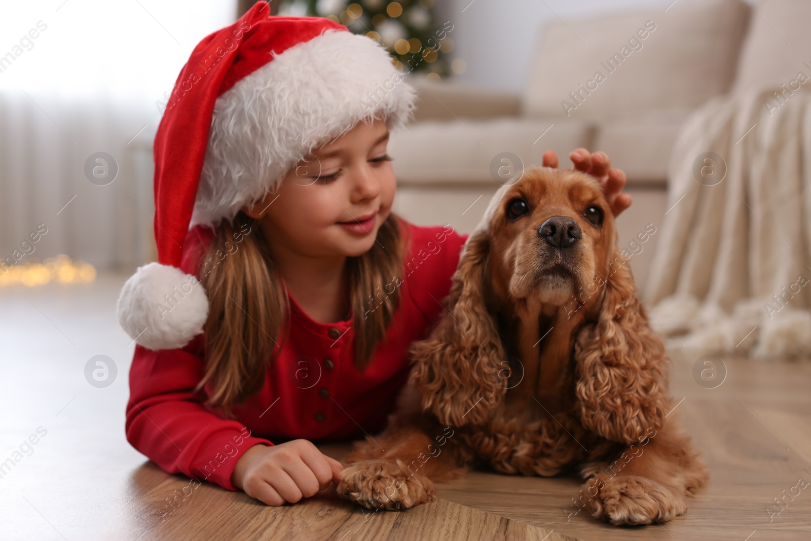 Cute little girl in Santa hat with English Cocker Spaniel at home. Christmas celebration Photo of Cute little girl in Santa hat with English Cocker Spaniel at home. Christmas celebration