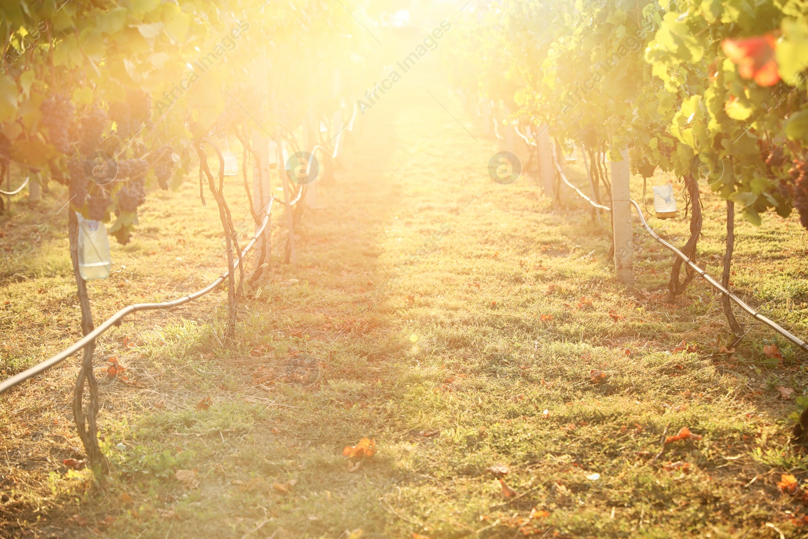 Photo of Beautiful view of vineyard with ripe grapes