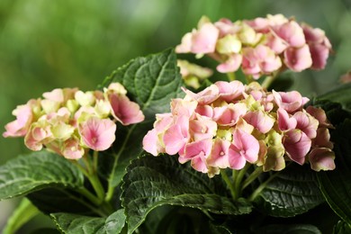 Hortensia plant with beautiful flowers outdoors, closeup Photo of Hortensia plant with beautiful flowers outdoors, closeup