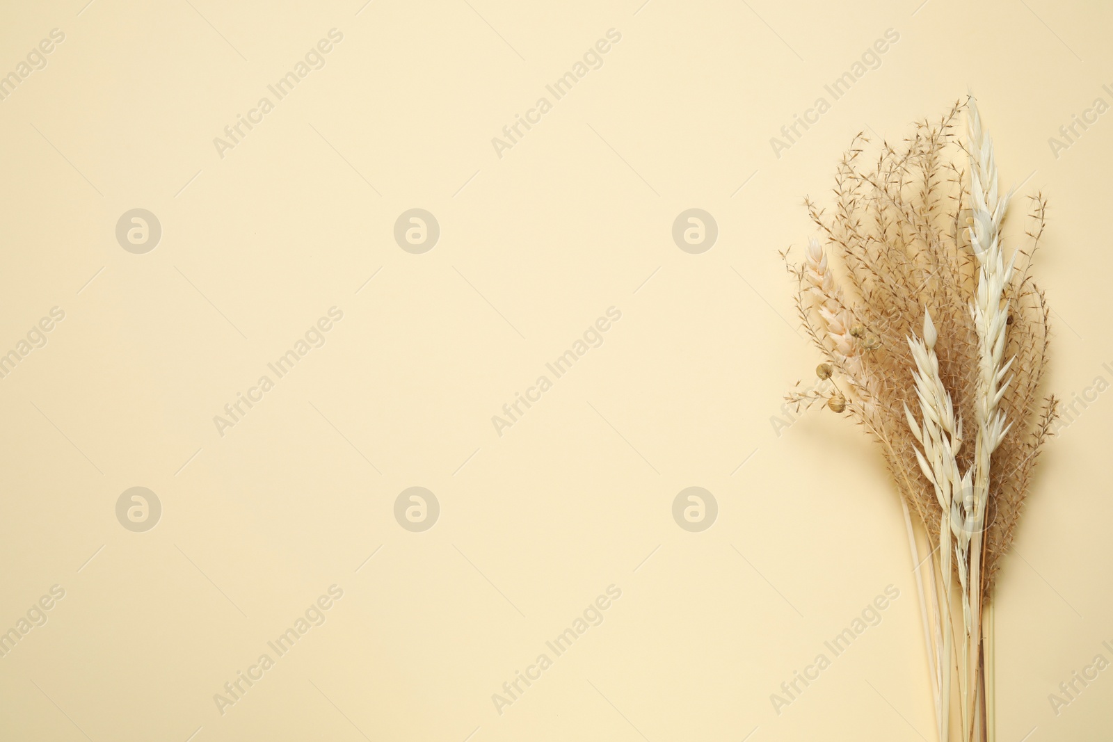 Bouquet of dried flowers on beige background, flat lay. Space for text Photo of Bouquet of dried flowers on beige background, flat lay. Space for text