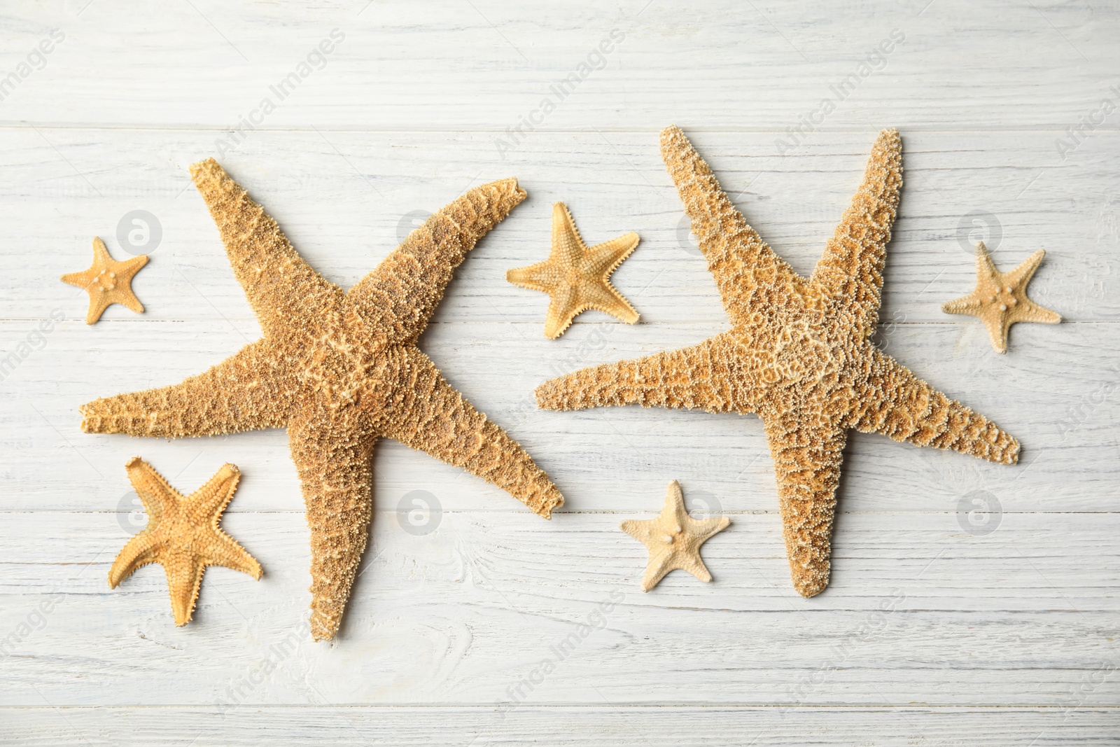 Photo of Beautiful sea stars on white wooden background, flat lay