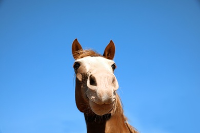 Chestnut horse at fence outdoors on sunny day, closeup. Beautiful pet Photo of Chestnut horse at fence outdoors on sunny day, closeup. Beautiful pet