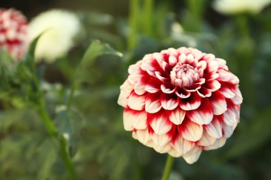 Beautiful blooming dahlia flower outdoors on sunny day Photo of Beautiful blooming dahlia flower outdoors on sunny day