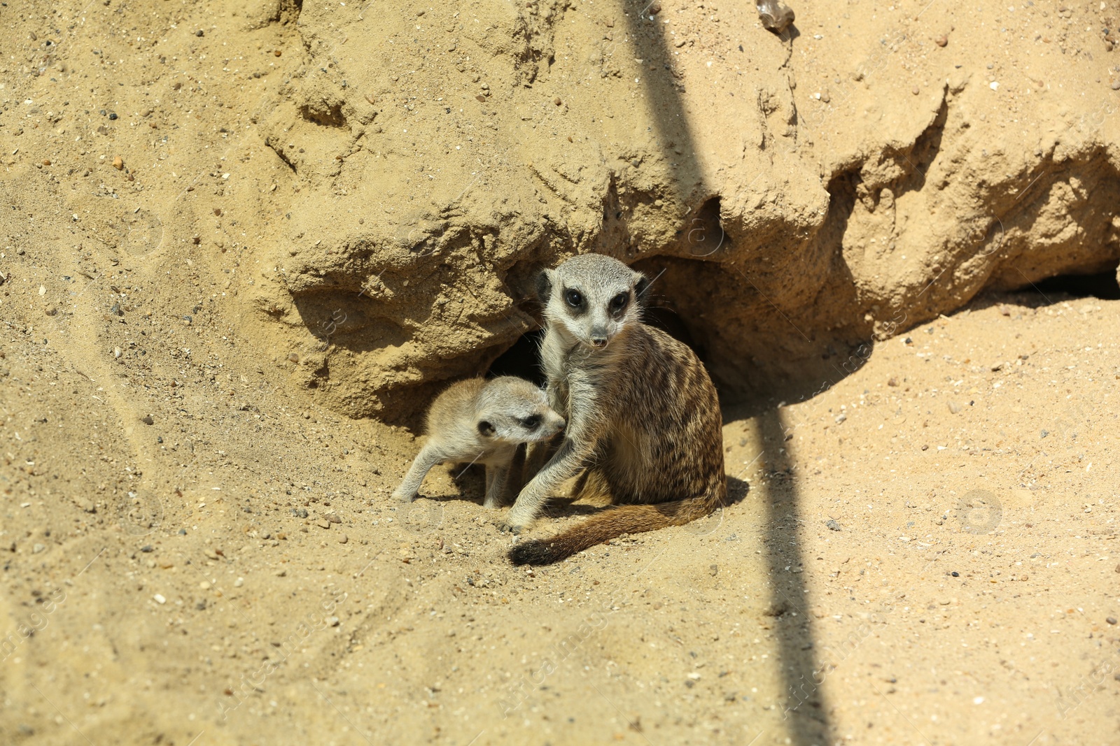 Cute meerkats at enclosure in zoo on sunny day Photo of Cute meerkats at enclosure in zoo on sunny day