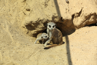 Photo of Cute meerkats at enclosure in zoo on sunny day