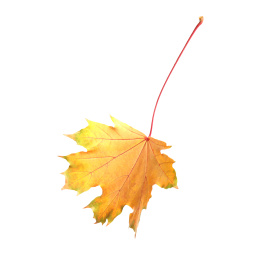 Photo of Beautiful leaf isolated on white. Autumn season