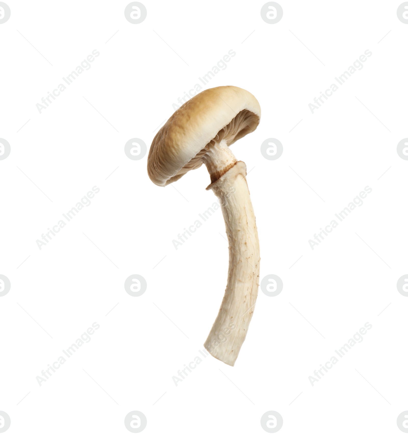 Fresh wild pioppini mushroom isolated on white Photo of Fresh wild pioppini mushroom isolated on white