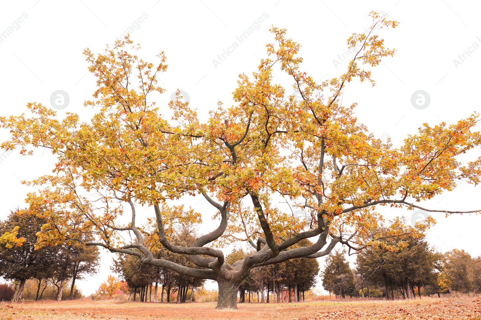 Beautiful tree with bright leaves in park on autumn day Photo of Beautiful tree with bright leaves in park on autumn day