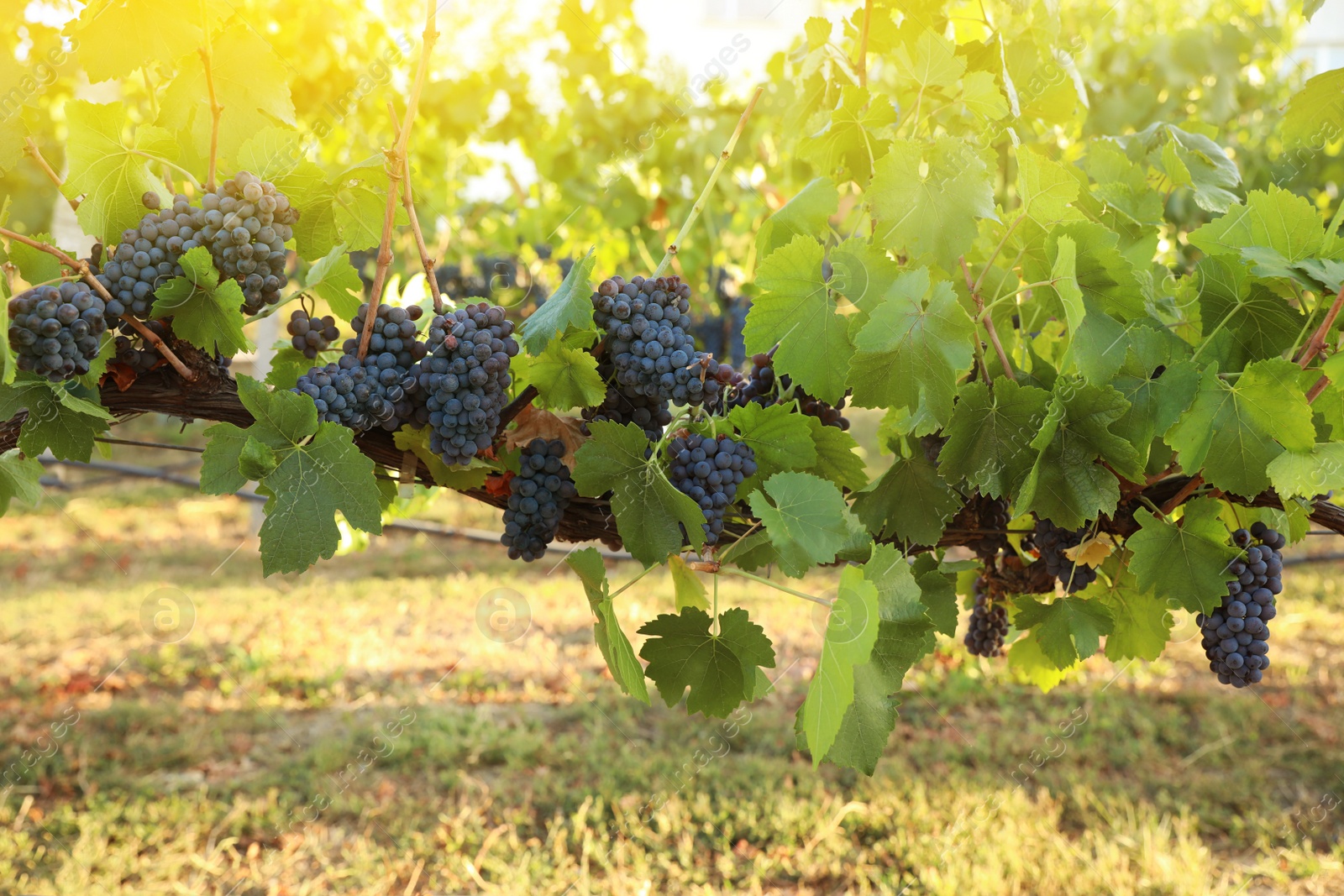 Delicious ripe grapes in vineyard. Harvest season Photo of Delicious ripe grapes in vineyard. Harvest season