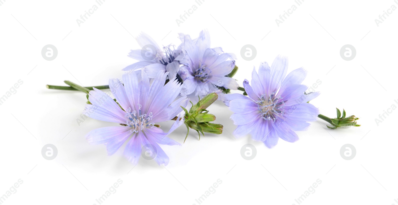 Beautiful tender chicory flowers on white background Photo of Beautiful tender chicory flowers on white background
