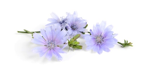 Beautiful tender chicory flowers on white background Photo of Beautiful tender chicory flowers on white background
