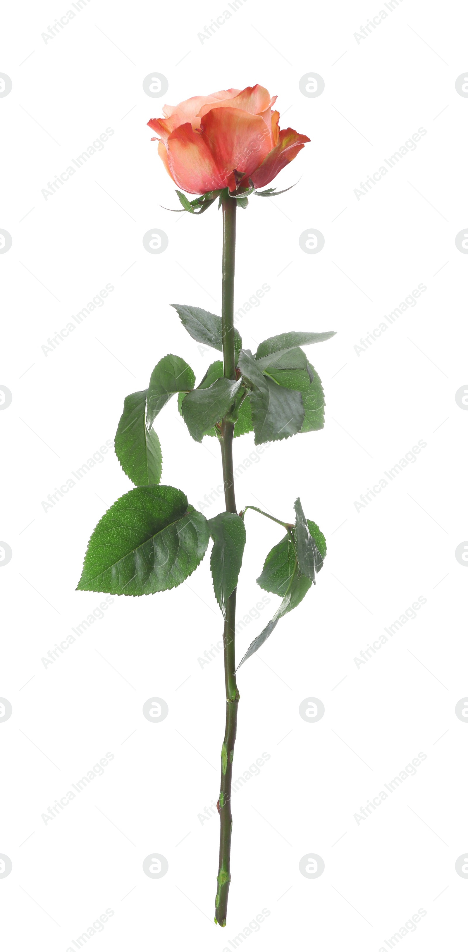 Beautiful fresh rose flower on white background Photo of Beautiful fresh rose flower on white background