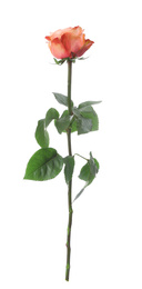 Photo of Beautiful fresh rose flower on white background