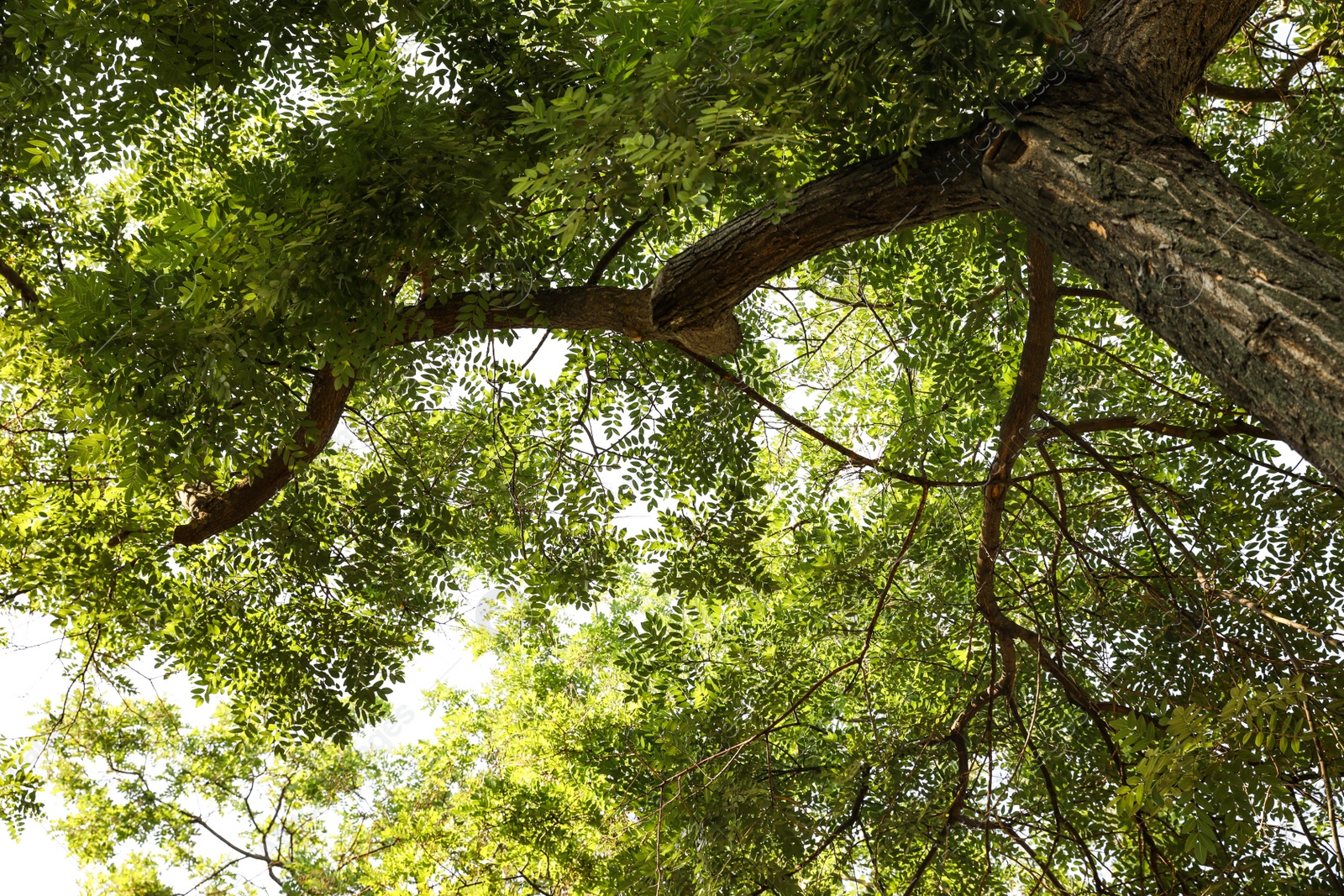 Beautiful tree branches with green leaves outdoors, view from below Photo of Beautiful tree branches with green leaves outdoors, view from below