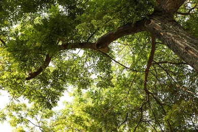 Beautiful tree branches with green leaves outdoors, view from below Photo of Beautiful tree branches with green leaves outdoors, view from below