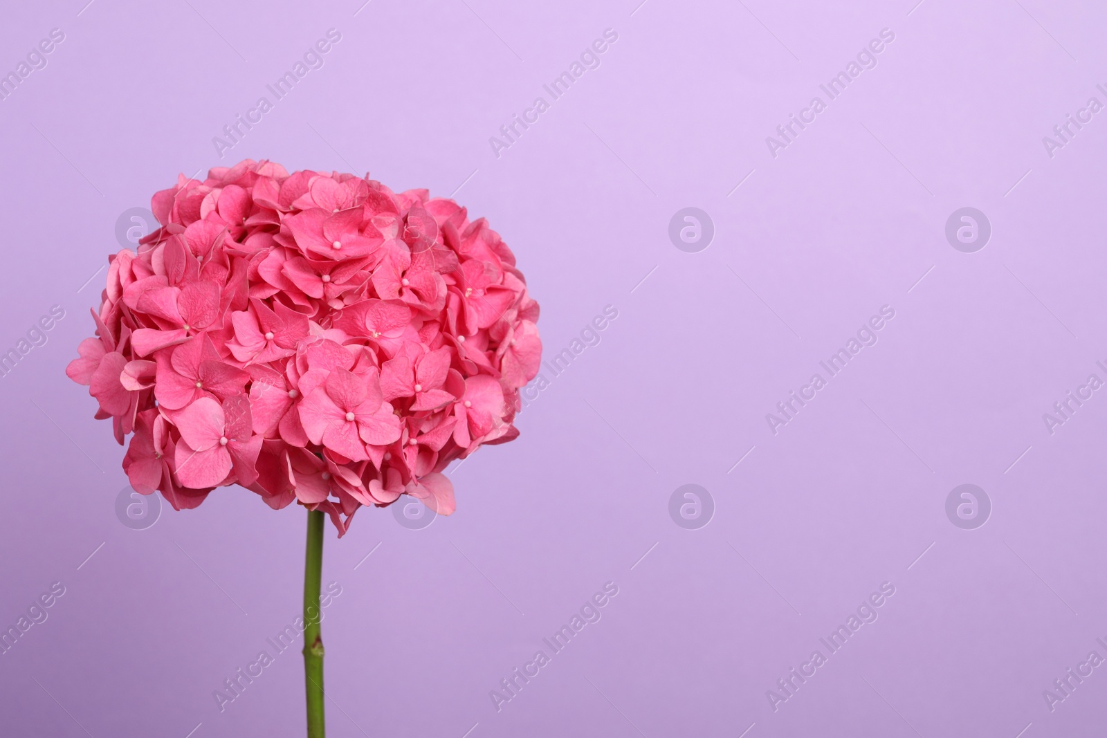 Delicate pink hortensia flowers on violet background, space for text Photo of Delicate pink hortensia flowers on violet background, space for text