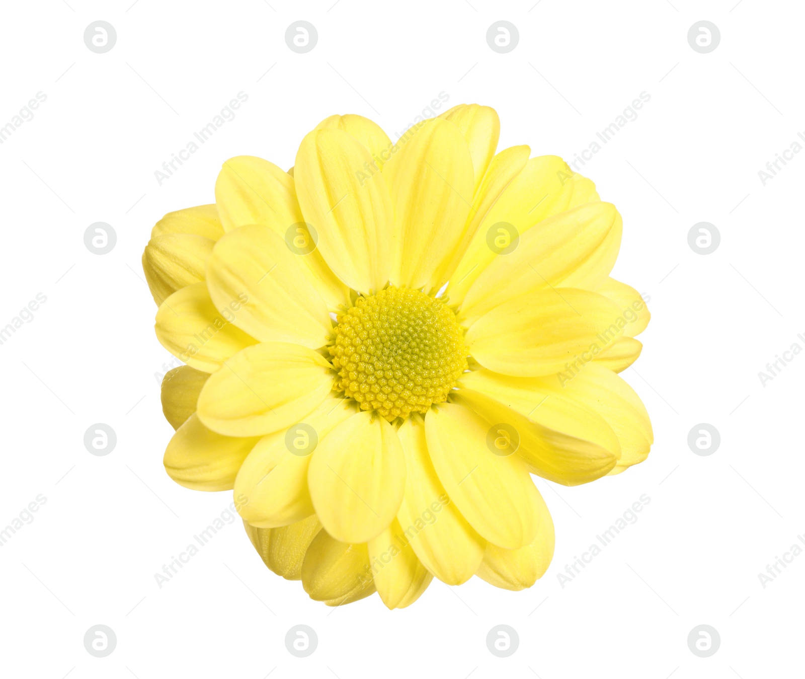 Beautiful yellow chrysanthemum flower on white background Photo of Beautiful yellow chrysanthemum flower on white background