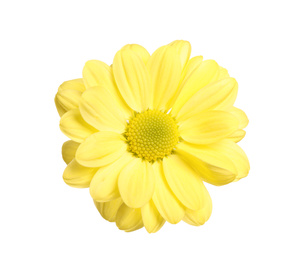Beautiful yellow chrysanthemum flower on white background Photo of Beautiful yellow chrysanthemum flower on white background