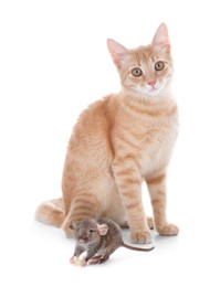 Cute yellow tabby cat and rat on white background. Lovely pets Image of Cute yellow tabby cat and rat on white background. Lovely pets