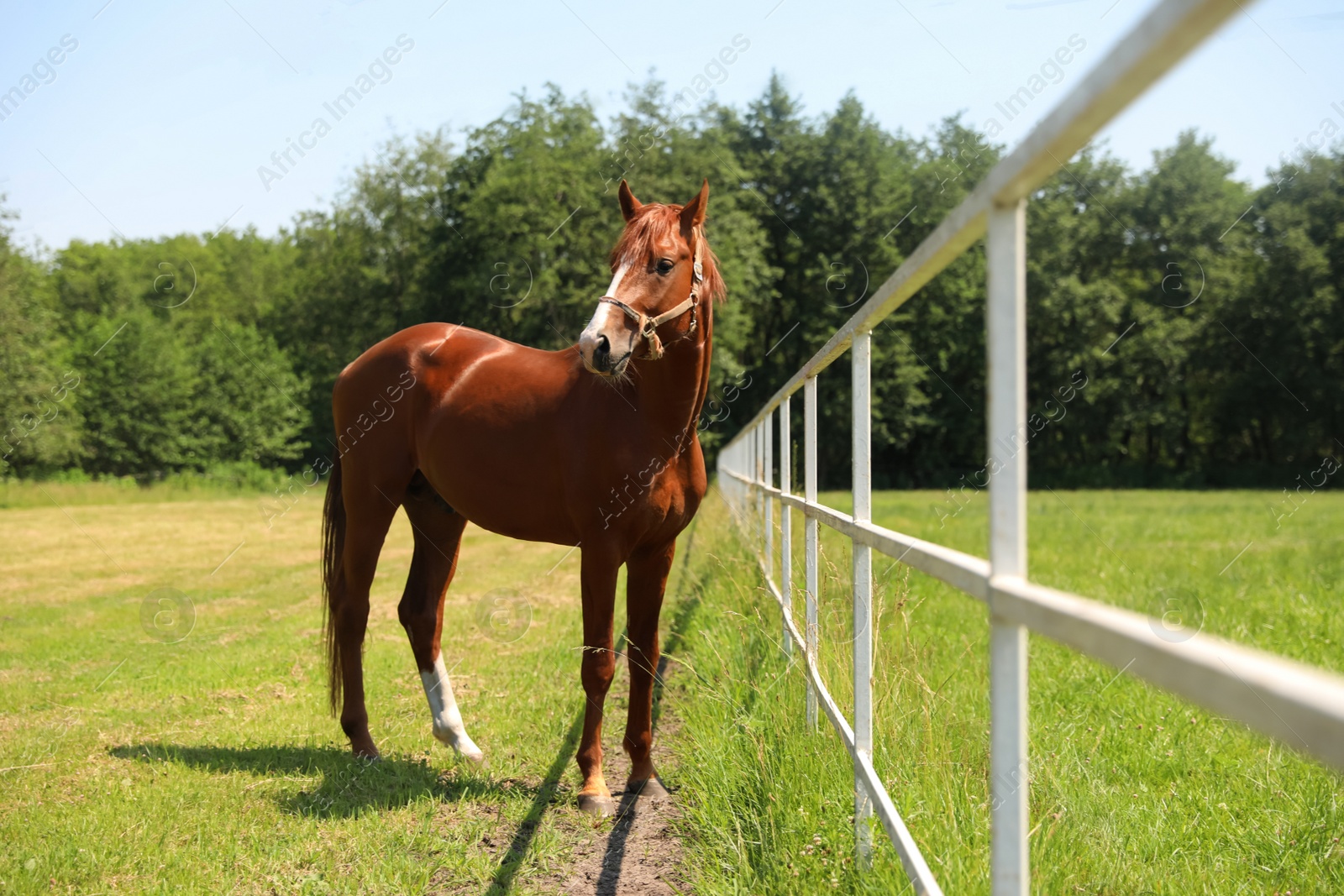 Chestnut horse in paddock on sunny day. Beautiful pet Photo of Chestnut horse in paddock on sunny day. Beautiful pet