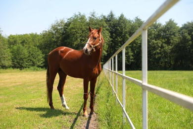 Chestnut horse in paddock on sunny day. Beautiful pet Photo of Chestnut horse in paddock on sunny day. Beautiful pet
